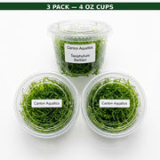 Java Moss "Taxiphyllum Barbieri"