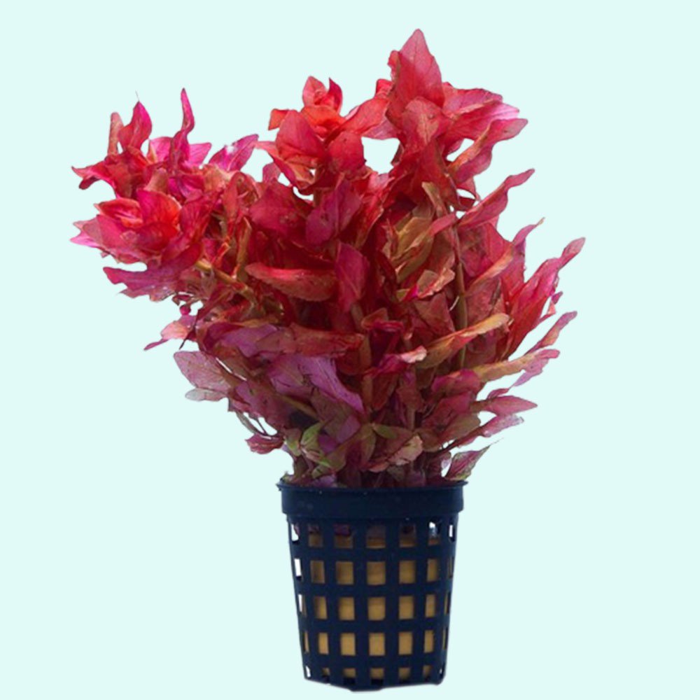 Rotala Rotundifolia Red - In 2 Inch Pot