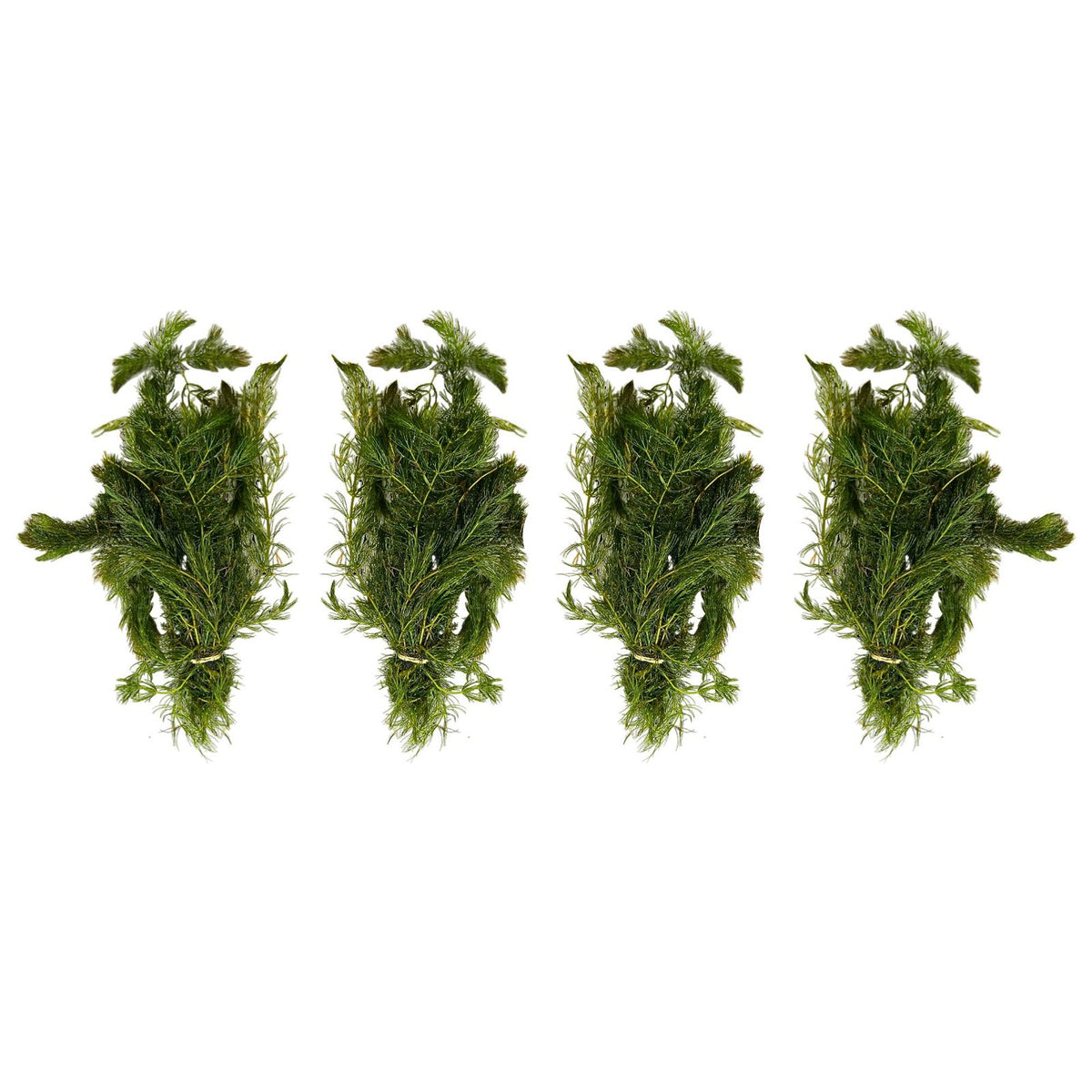 Anacharis and Hornwort Bundle Live Aquarium Plants