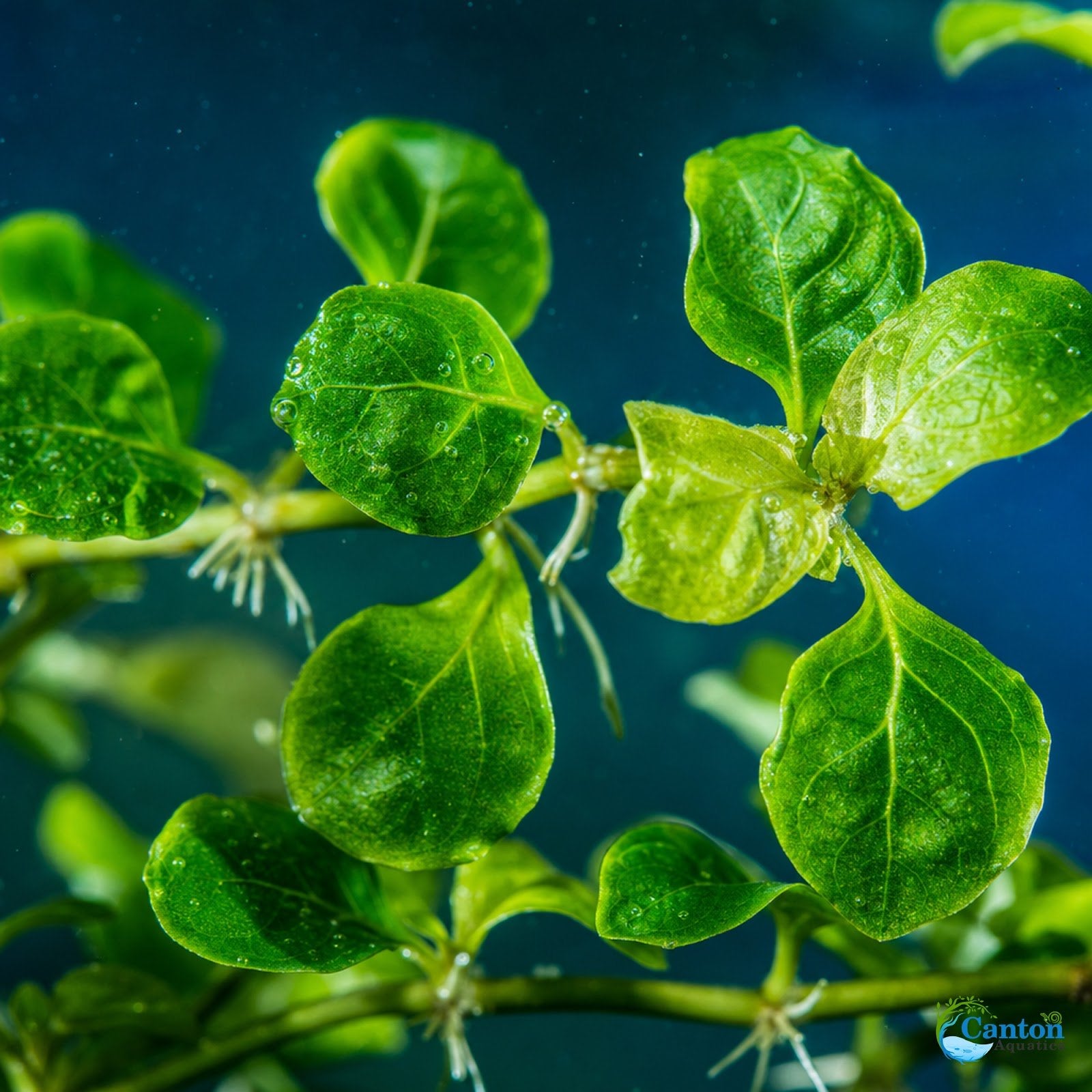 Staurogyne S Repens