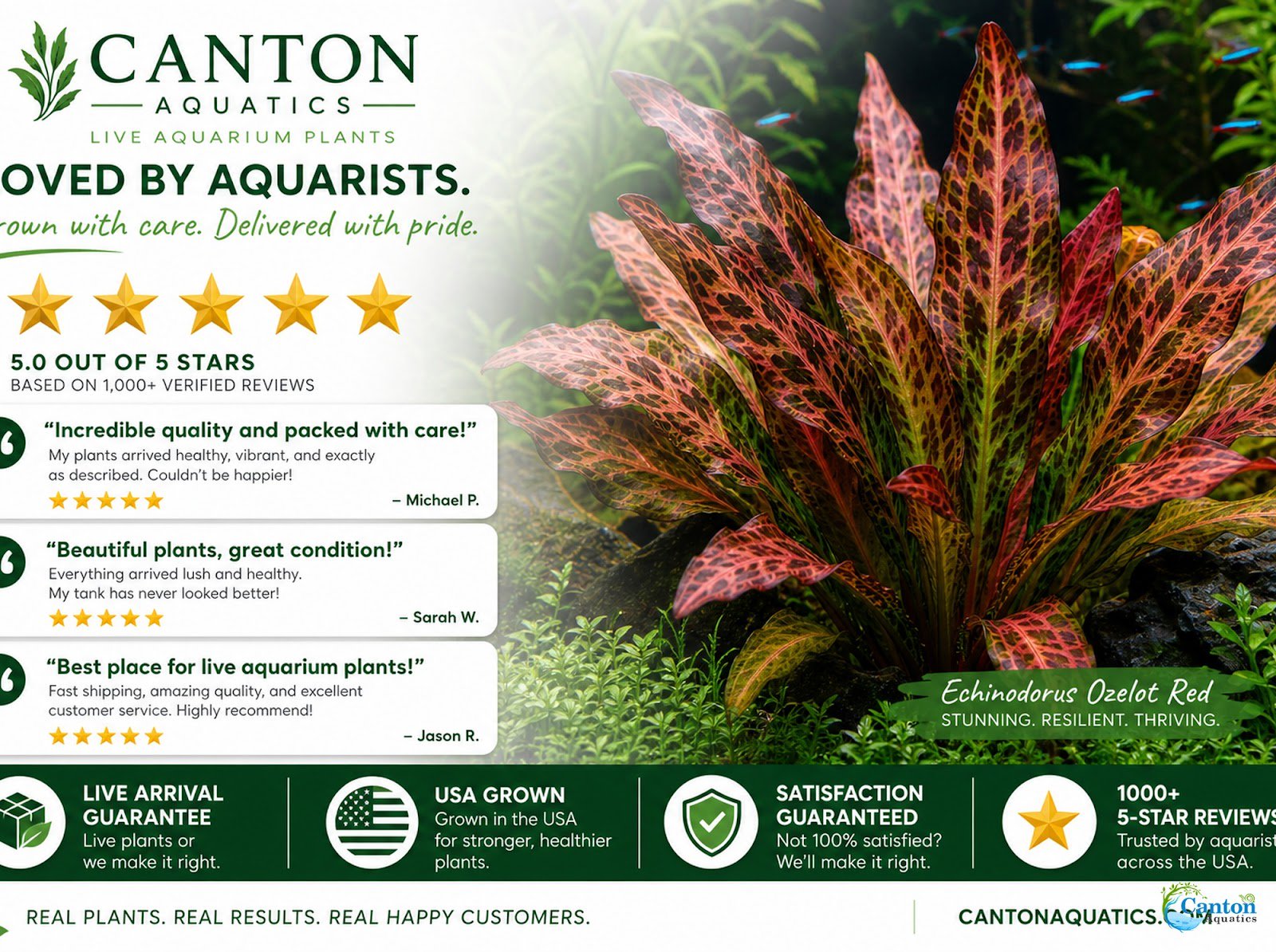Amazon Sword Echinodorus Ozelot Red