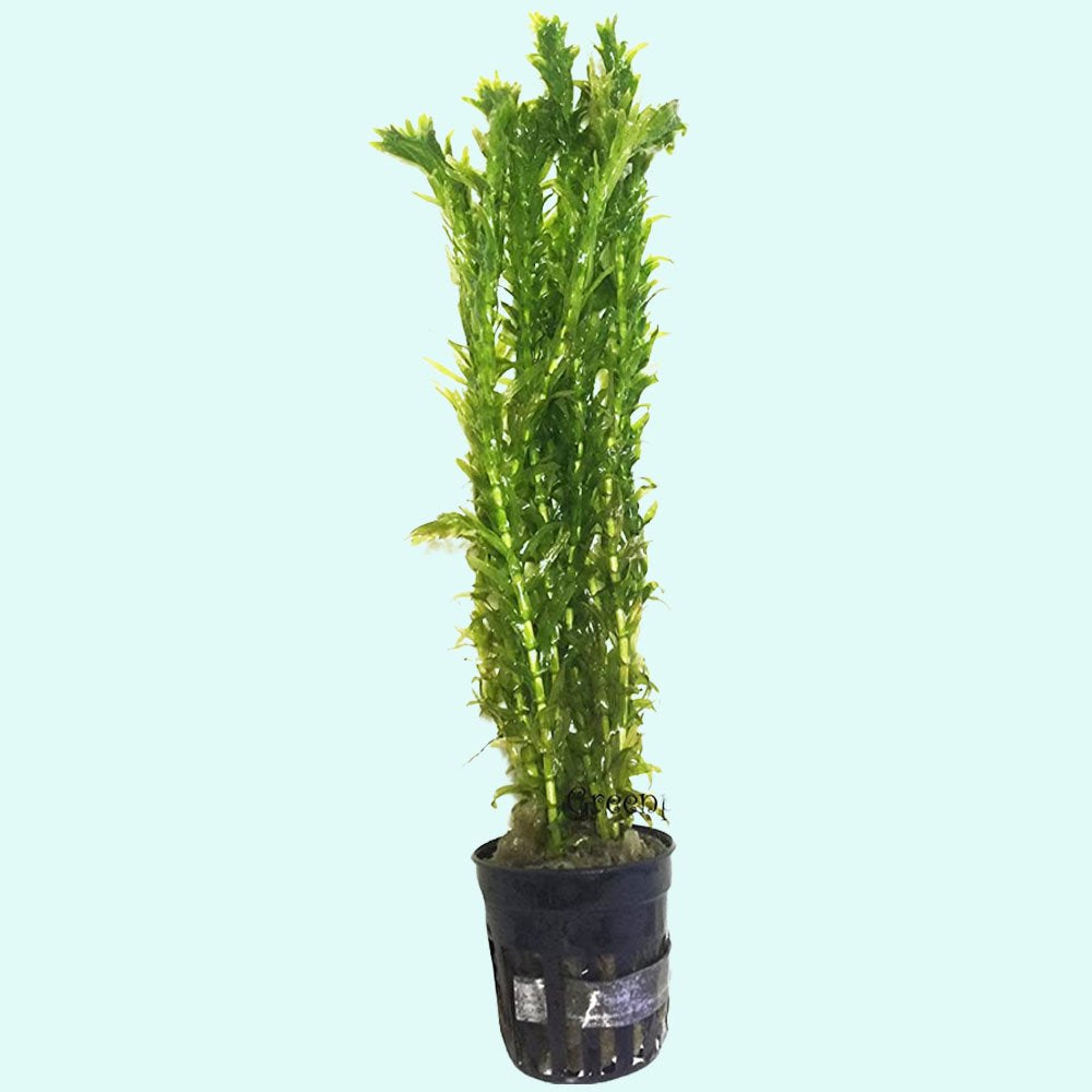 Anacharis Egeria Densa