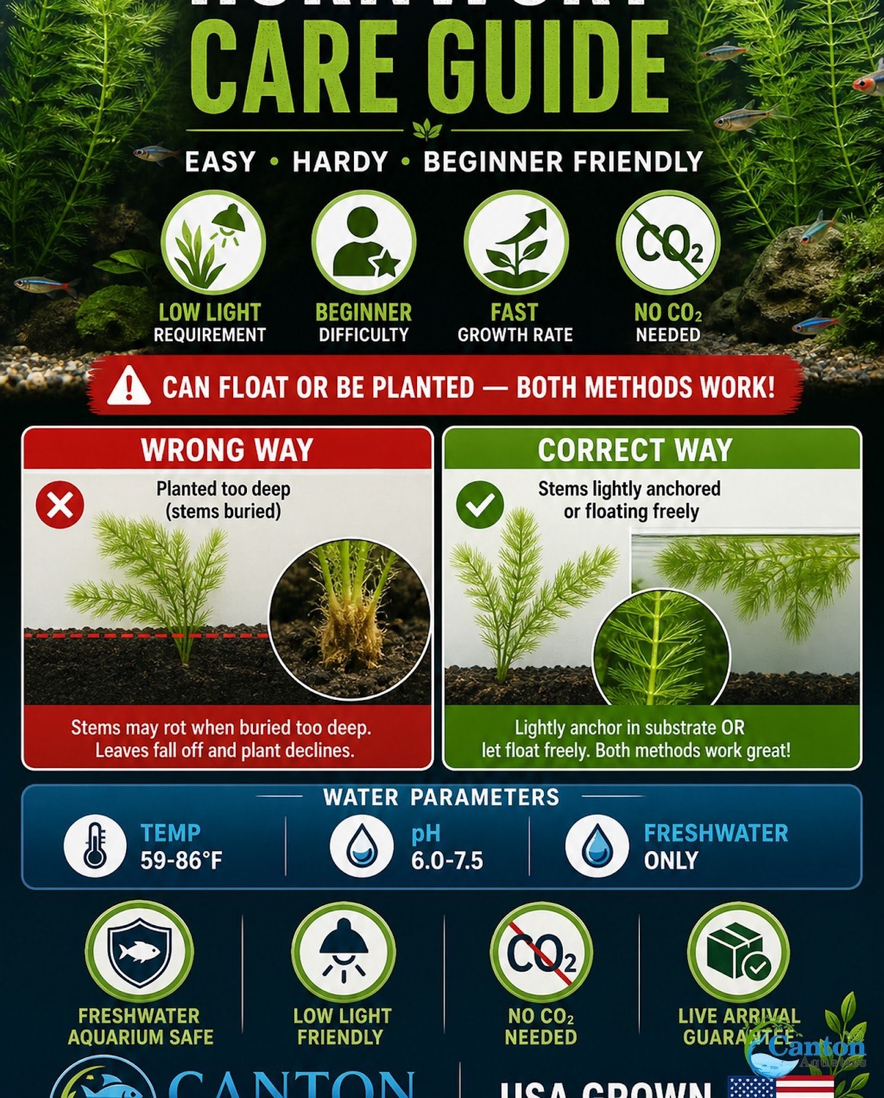 3 Pack Hornwort Bundle