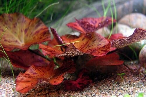 Red Flame Sword, Alternanthera Reineckii & Red Tiger Lotus Bundle
