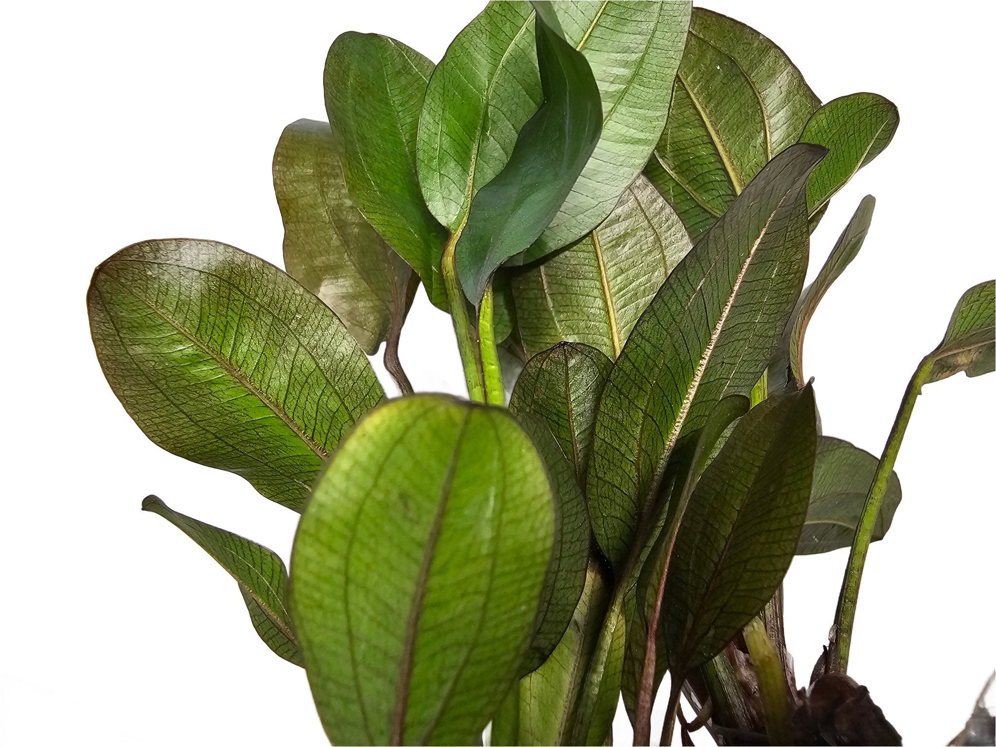 Amazon Sword Echinodorus 'Reni'