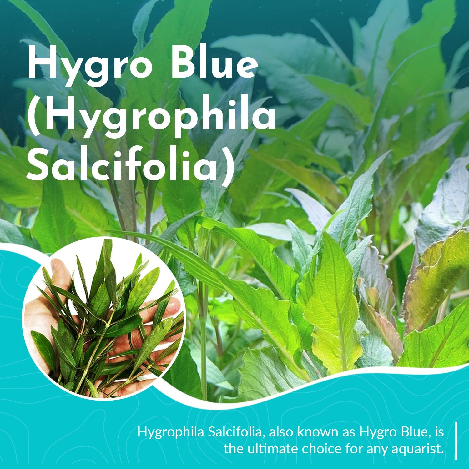 Hygro Blue Hygrophila Salcifolia