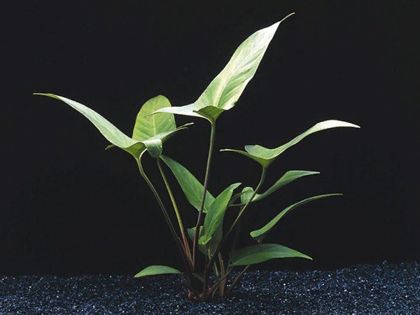Anubias Hastifolia