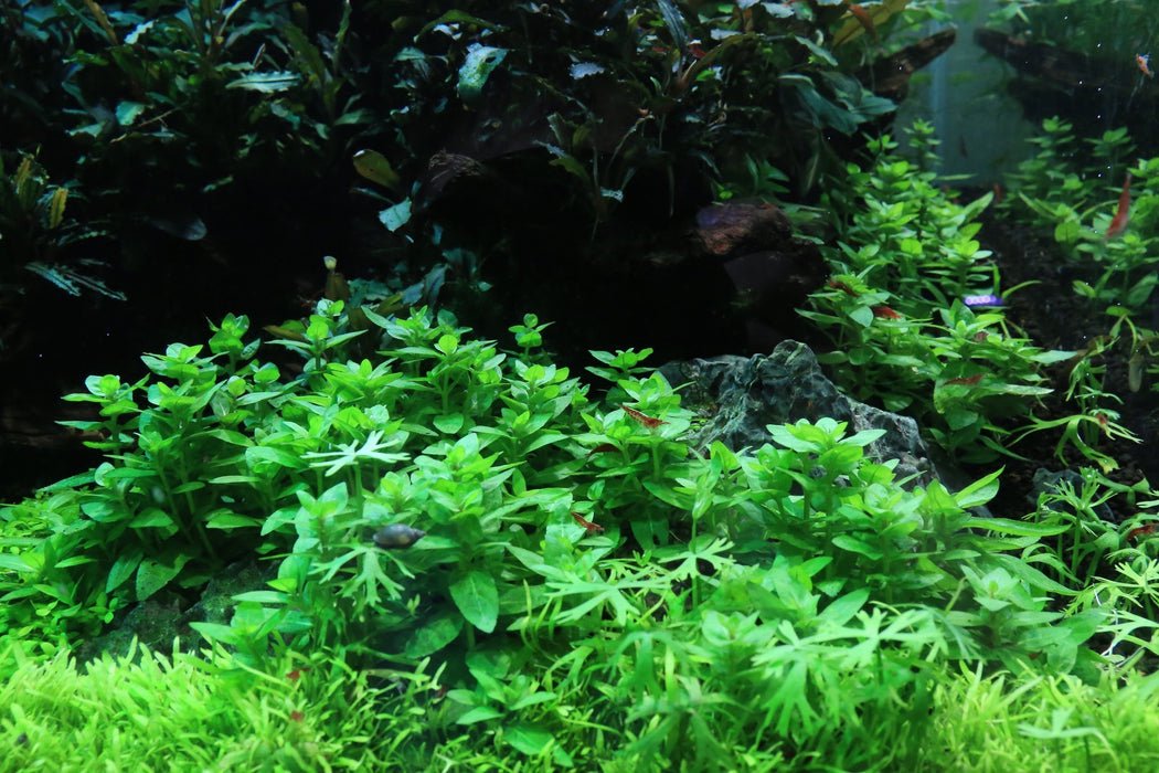 Staurogyne S Repens