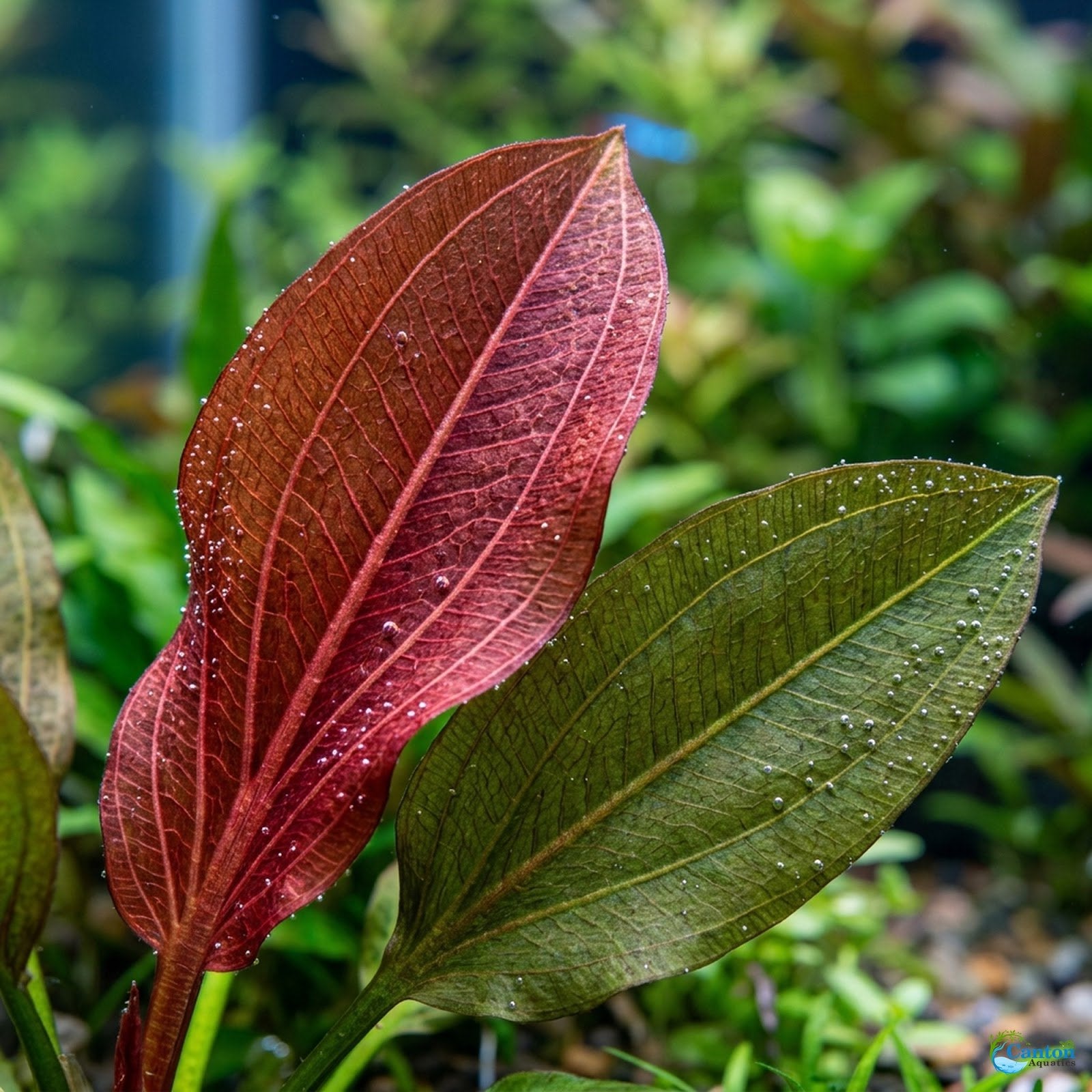 CANTON AQUATICS Live Aquarium Amazon Sword Echinodorus Red Pearl Plant - Natural Cleaning Filter for Water - Long Lasting & Easy to Maintain Aquatic Plants - Suitable for Winter & Summer - 2" Pot