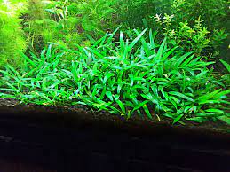 Cryptocoryne Crypt Lucens