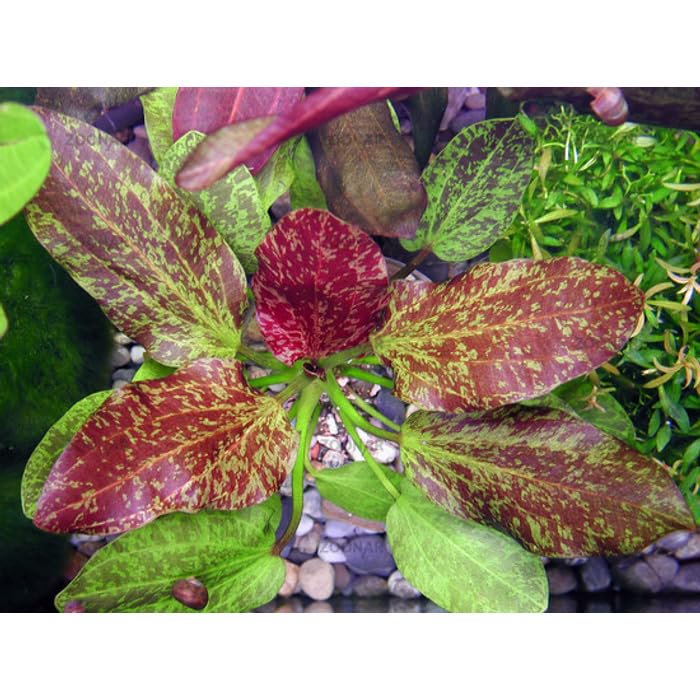 Red Flame Sword, Alternanthera Reineckii & Red Tiger Lotus Bundle
