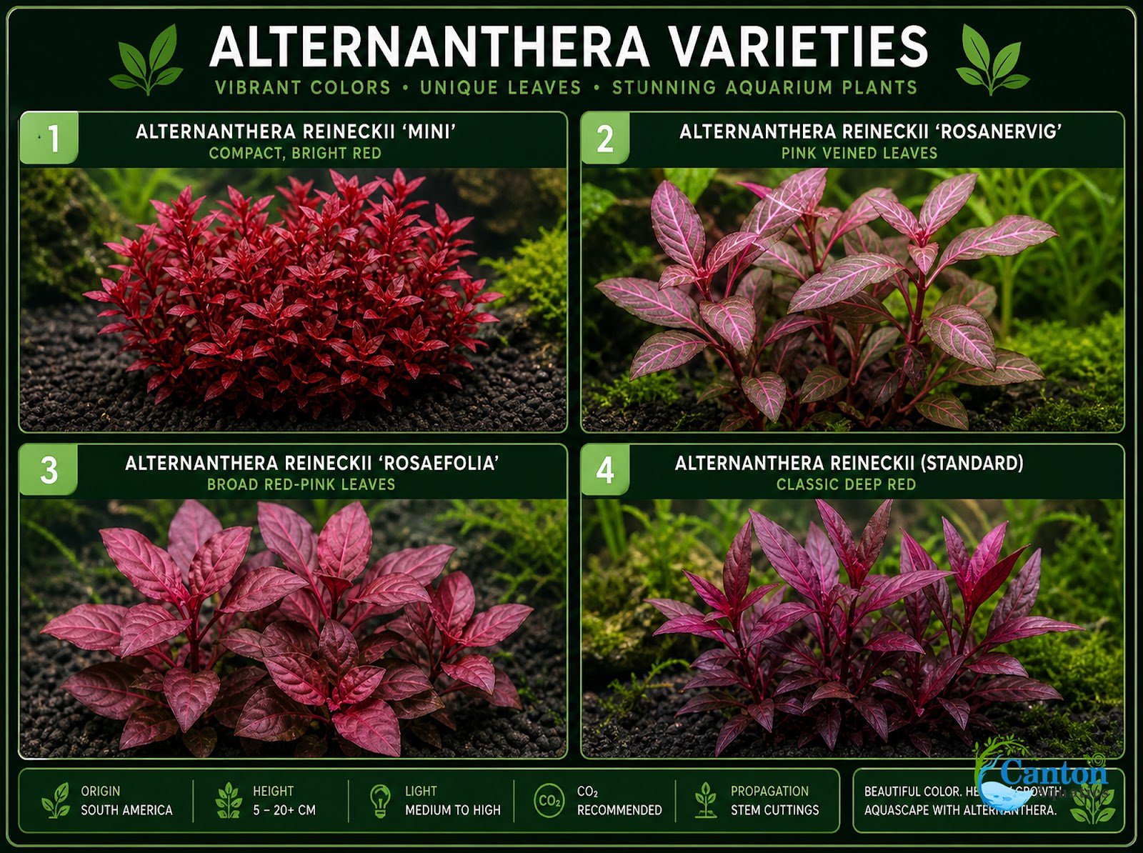 Alternanthera Reineckii Tissue Culture