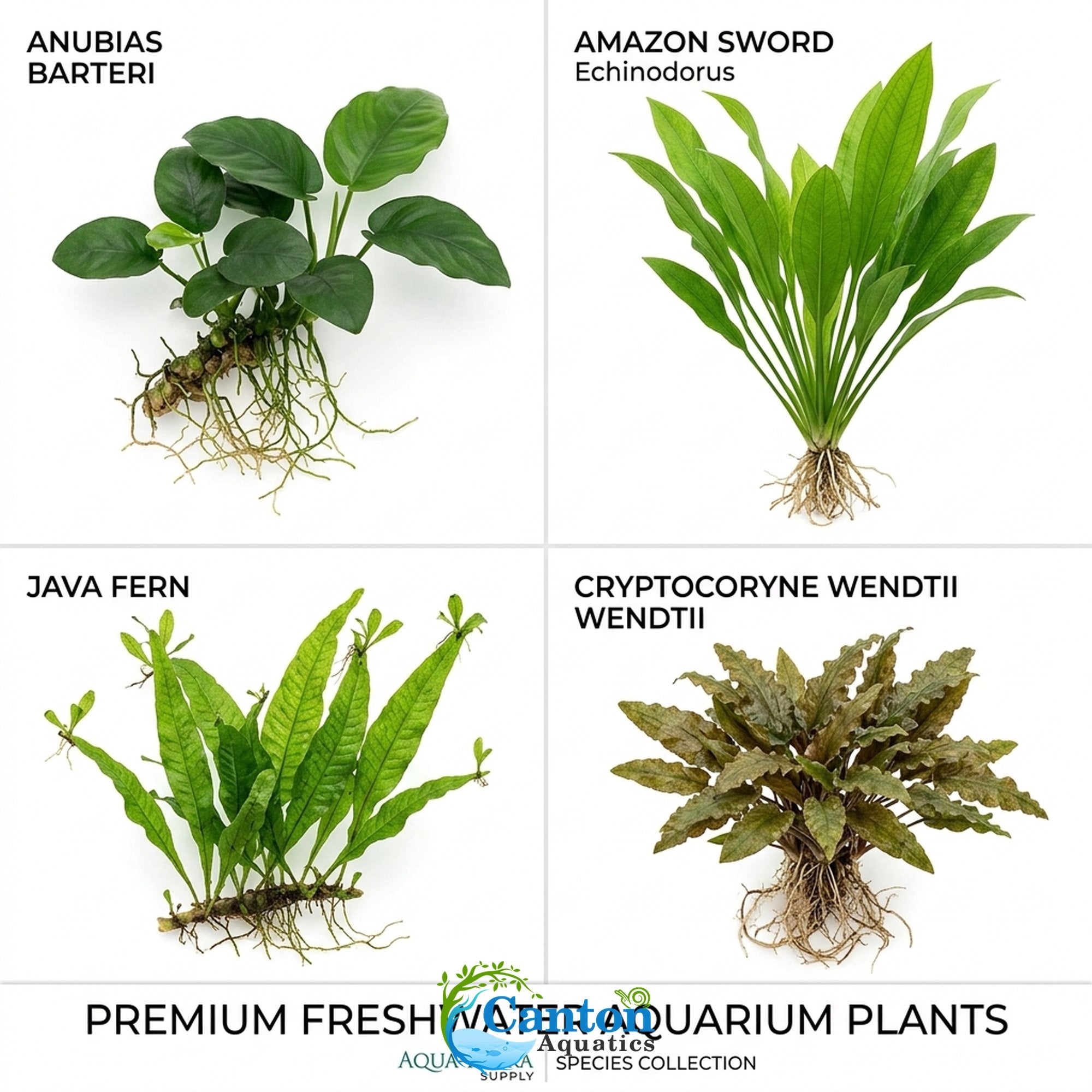 Live Aquarium Plants Essential Bundle - 4 Plants