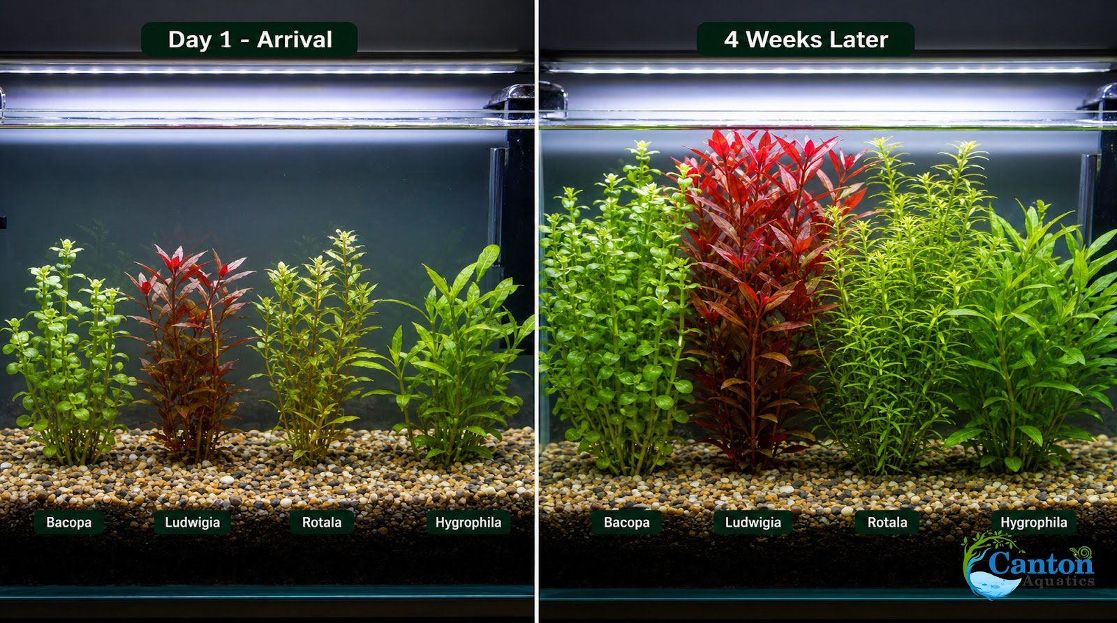 Assorted Mixed Plant Bundle