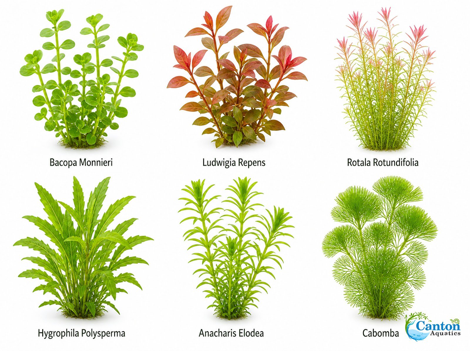 Assorted Mixed Plant Bundle