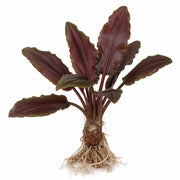 Lagenandra Meeboldii