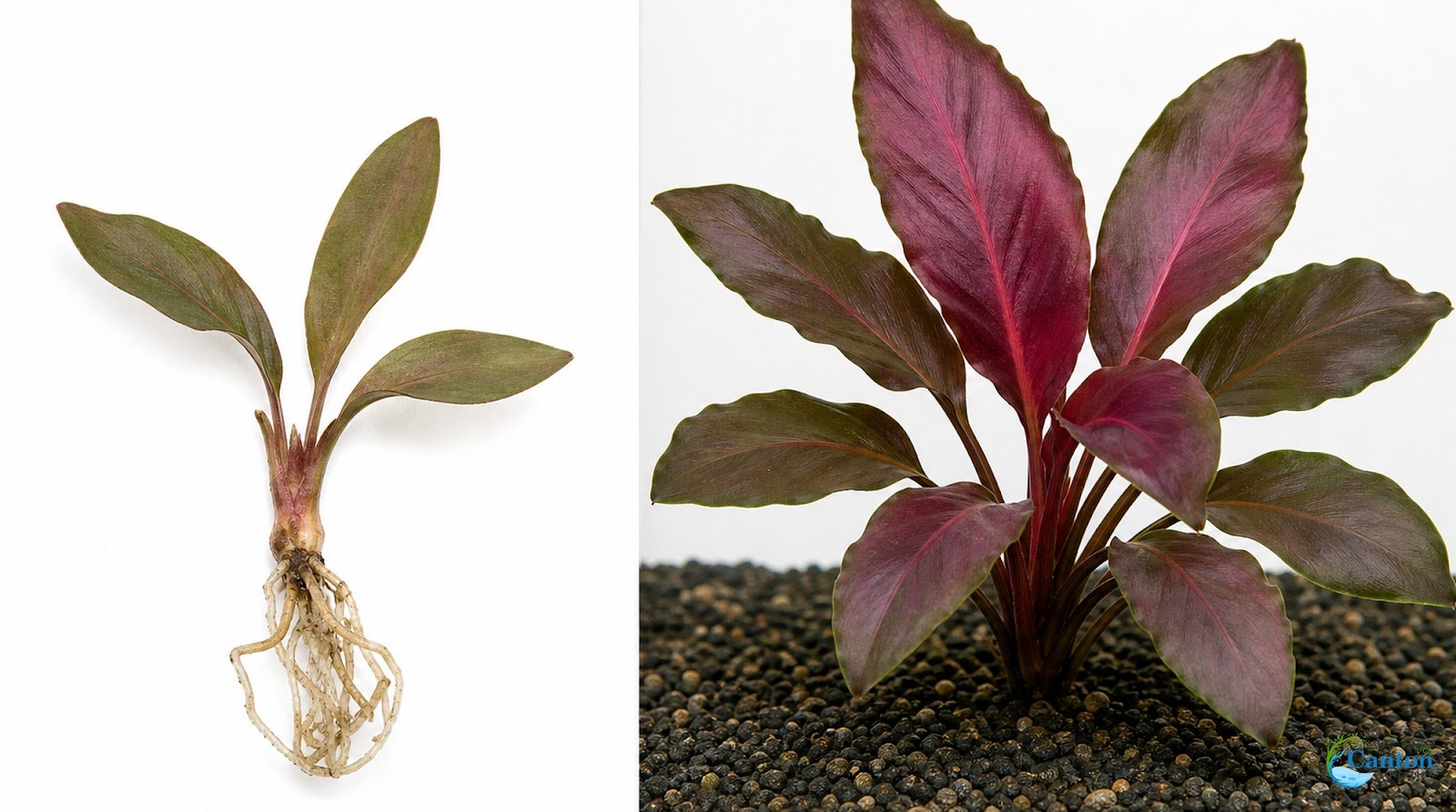 Lagenandra Meeboldii
