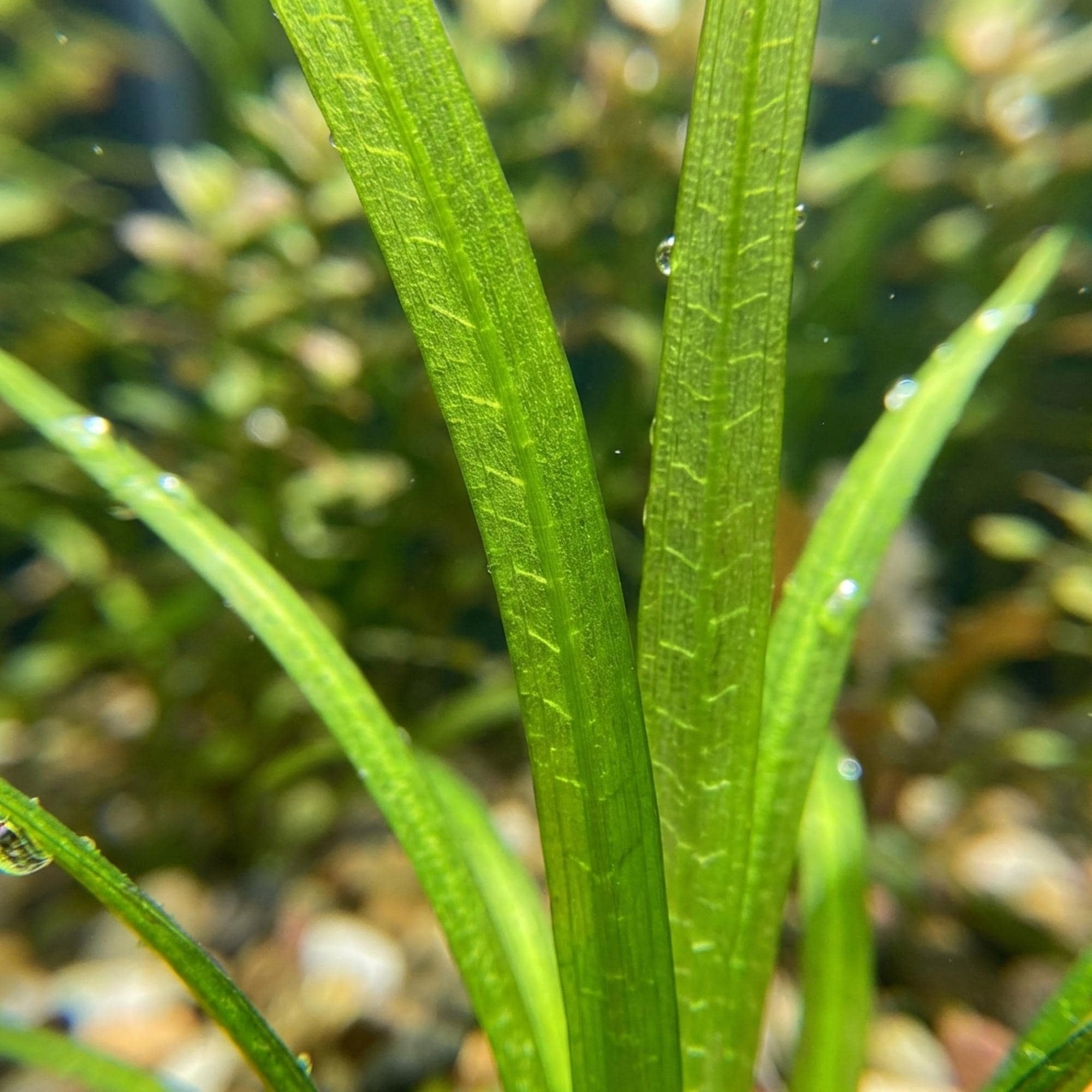Chain Sword Narrow Leaf Hellanthium Bolivianum