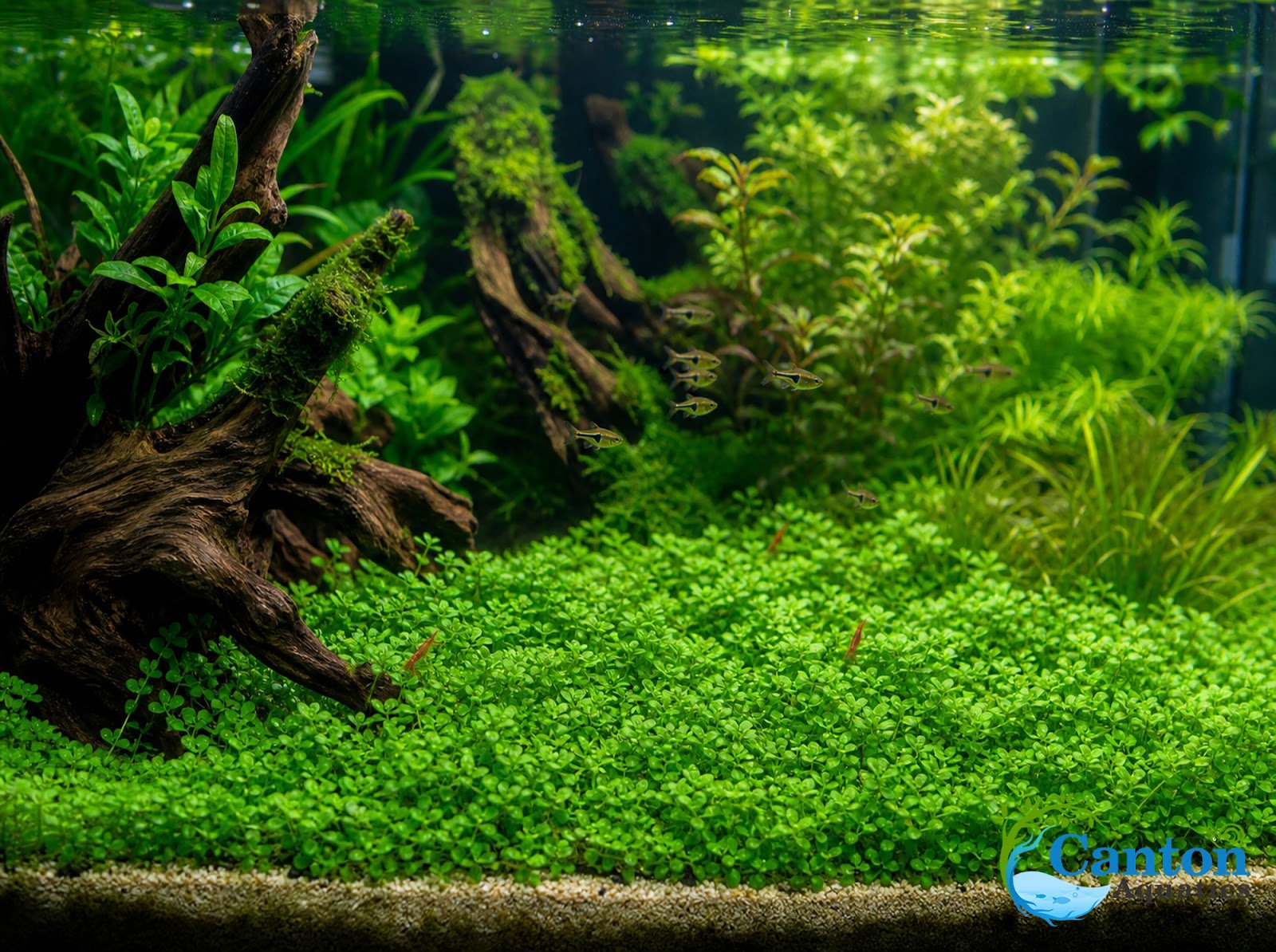 Staurogyne S Repens