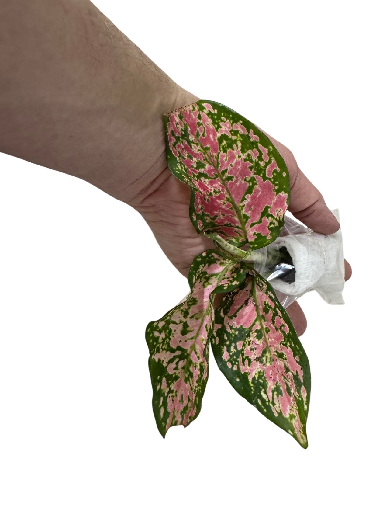 Aglaonema Queen Red Valentine Rooted Starter Plant