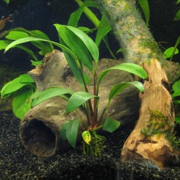 Anubias Afzelii