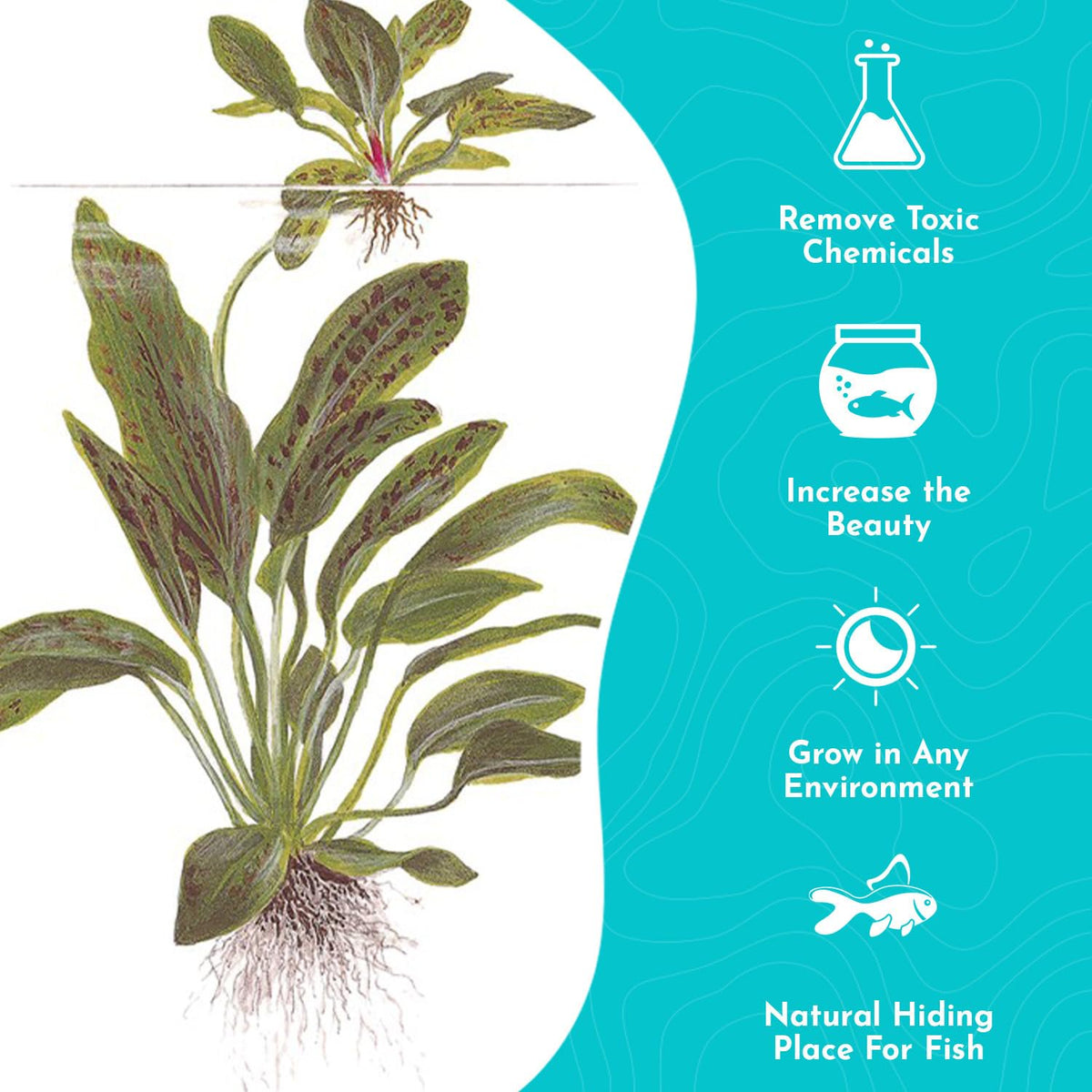 Amazon Sword Echinodorus "Green Ozelot"