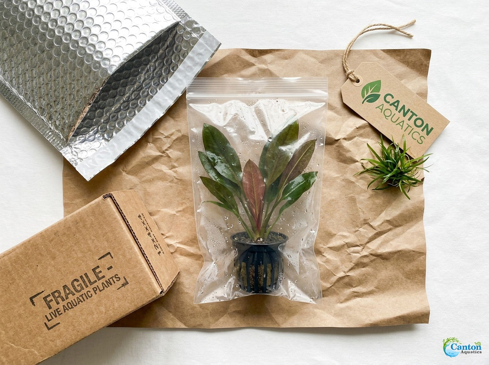 CANTON AQUATICS Live Aquarium Amazon Sword Echinodorus Red Pearl Plant - Natural Cleaning Filter for Water - Long Lasting & Easy to Maintain Aquatic Plants - Suitable for Winter & Summer - 2" Pot
