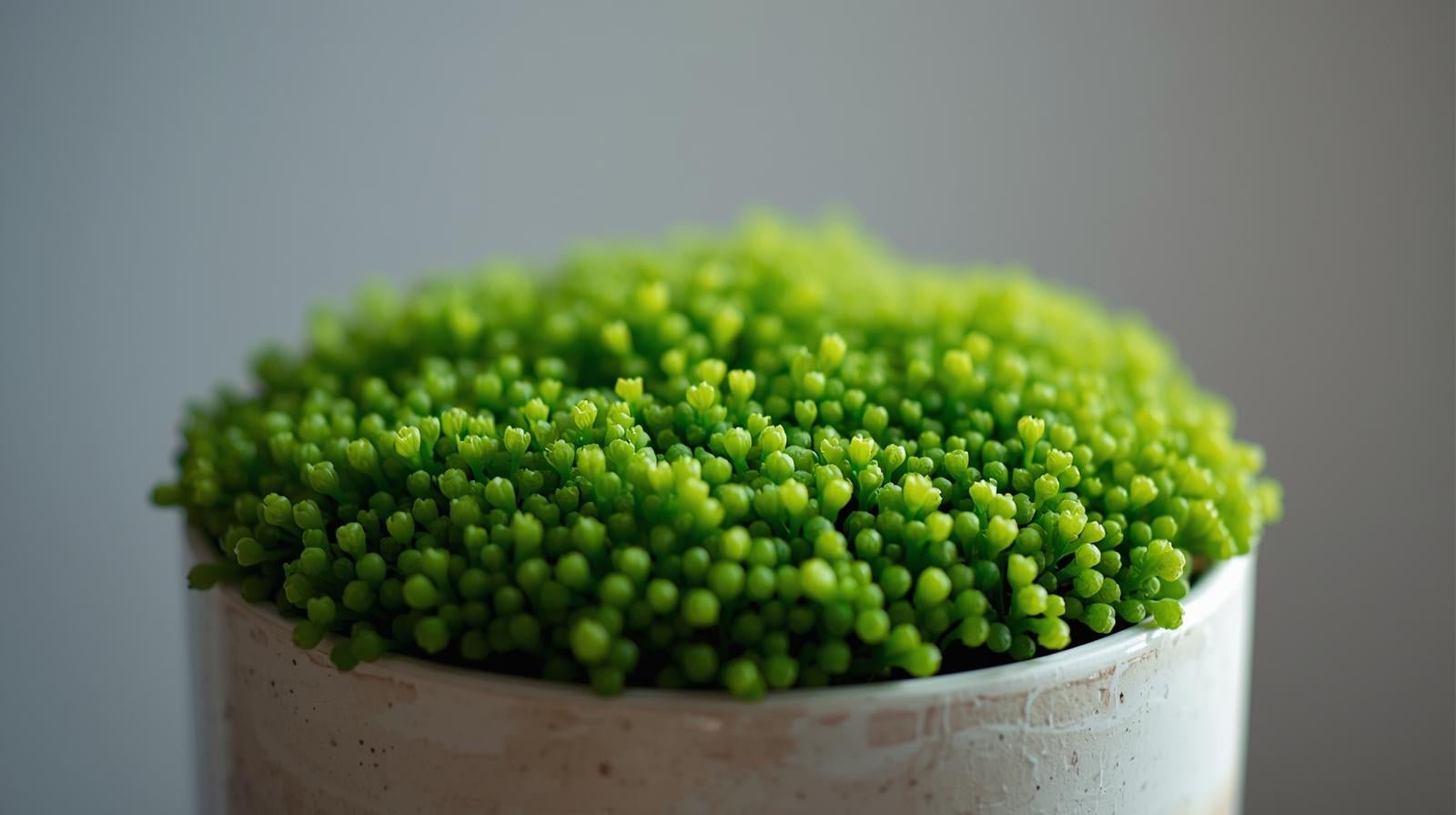 Azolla Filiculoides "Fairy Moss"
