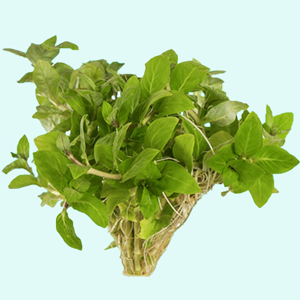 Staurogyne S Repens