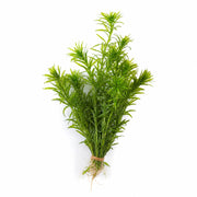 Limnophila Hippuridoides