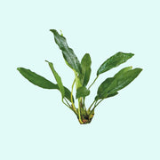 Anubias Afzelii