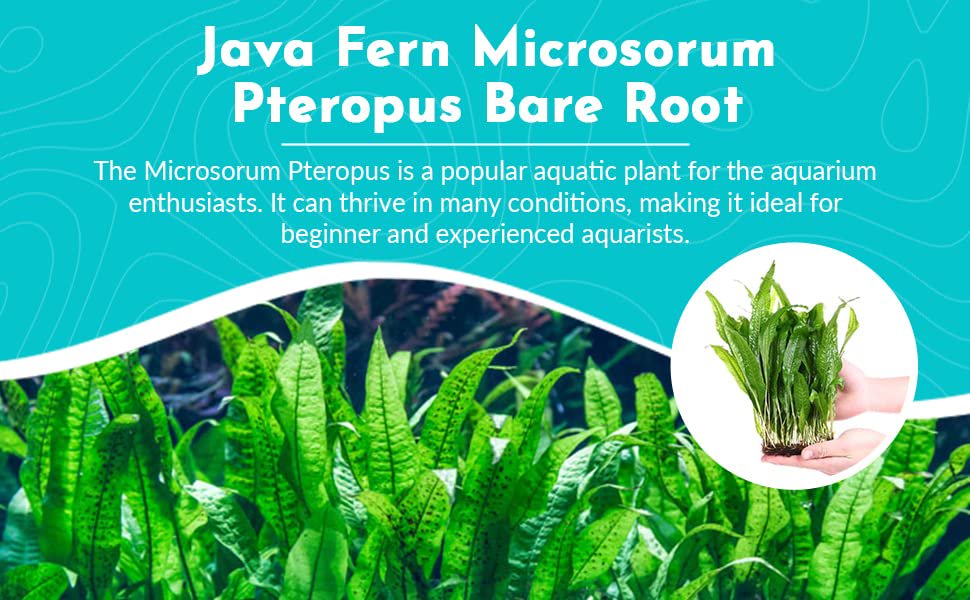 Java Fern Microsorum Pteropus