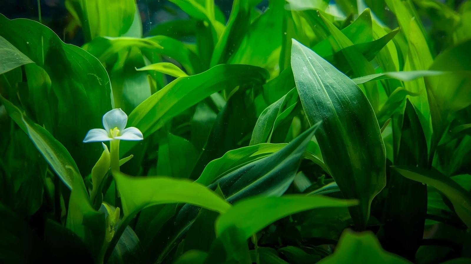Anubias Congensis