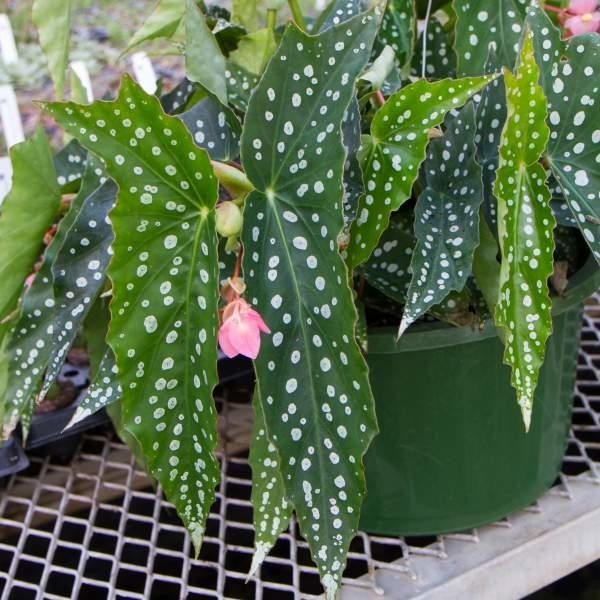 Angel Wing Begonia My Special Angel Rooted Starter Plant