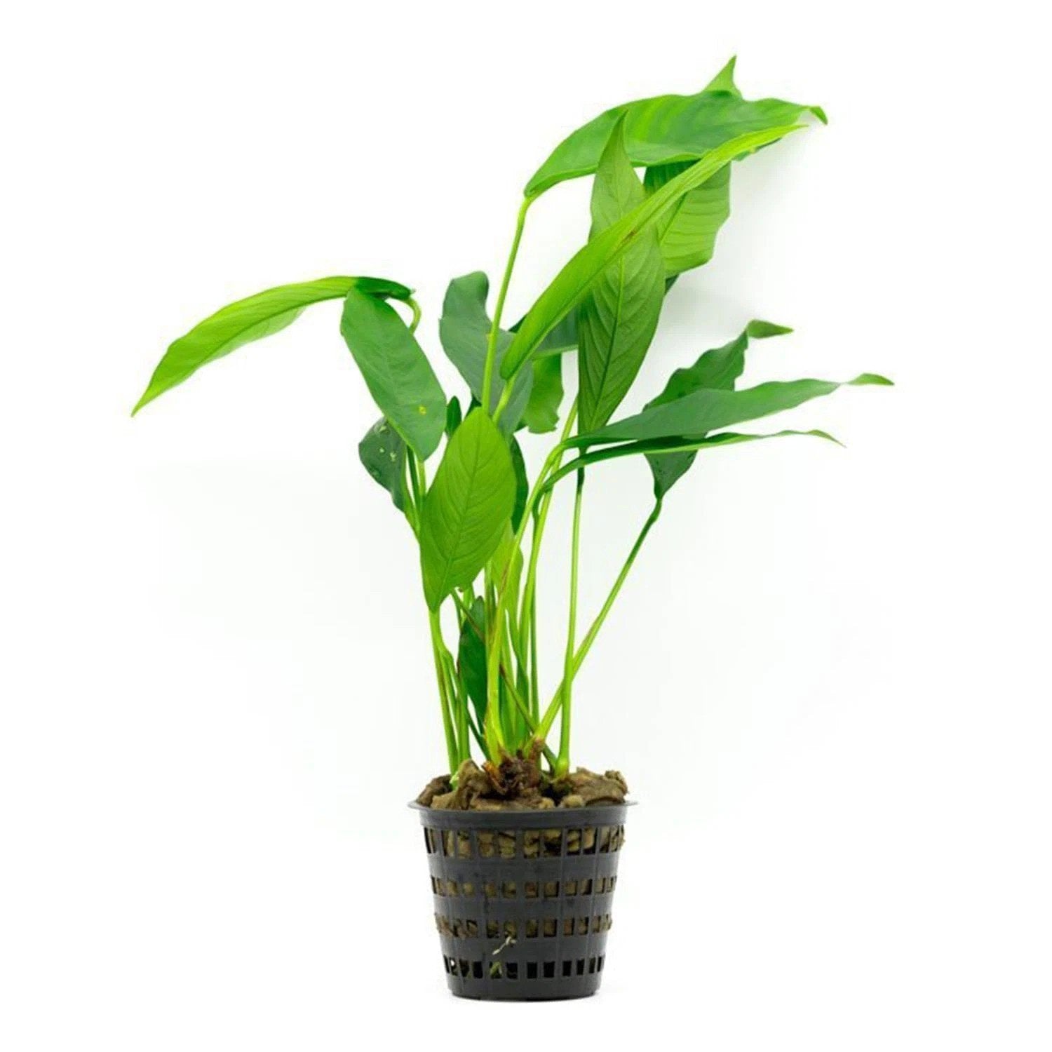 Anubias Congensis