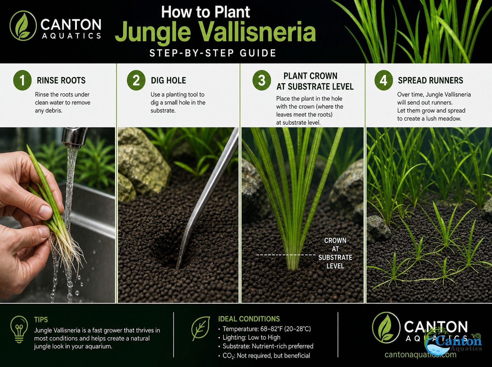 6 Jungle Vallisneria American Val Plants