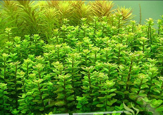 Rotala Rotundifolia Red - In 2 Inch Pot