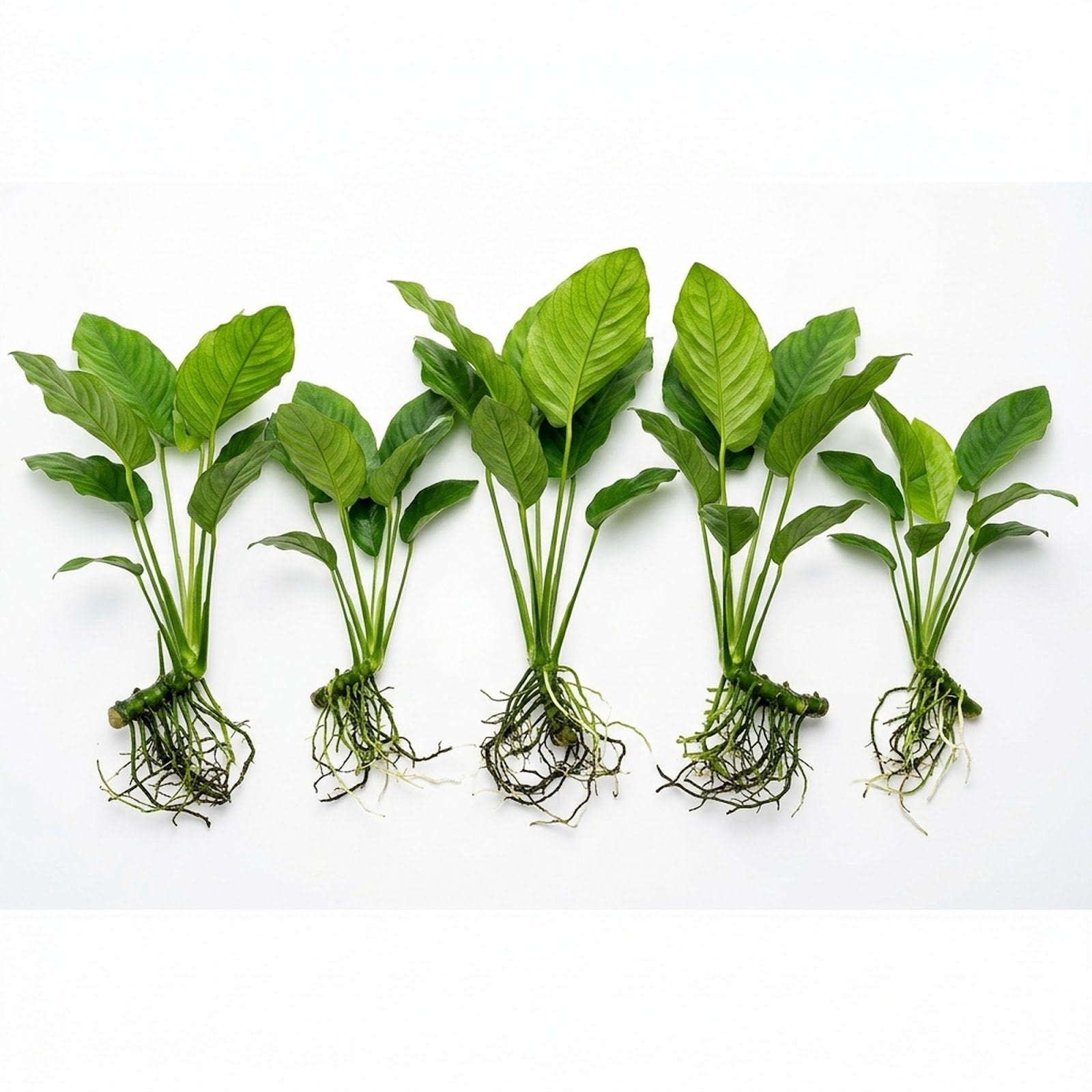 Anubias Gigantea