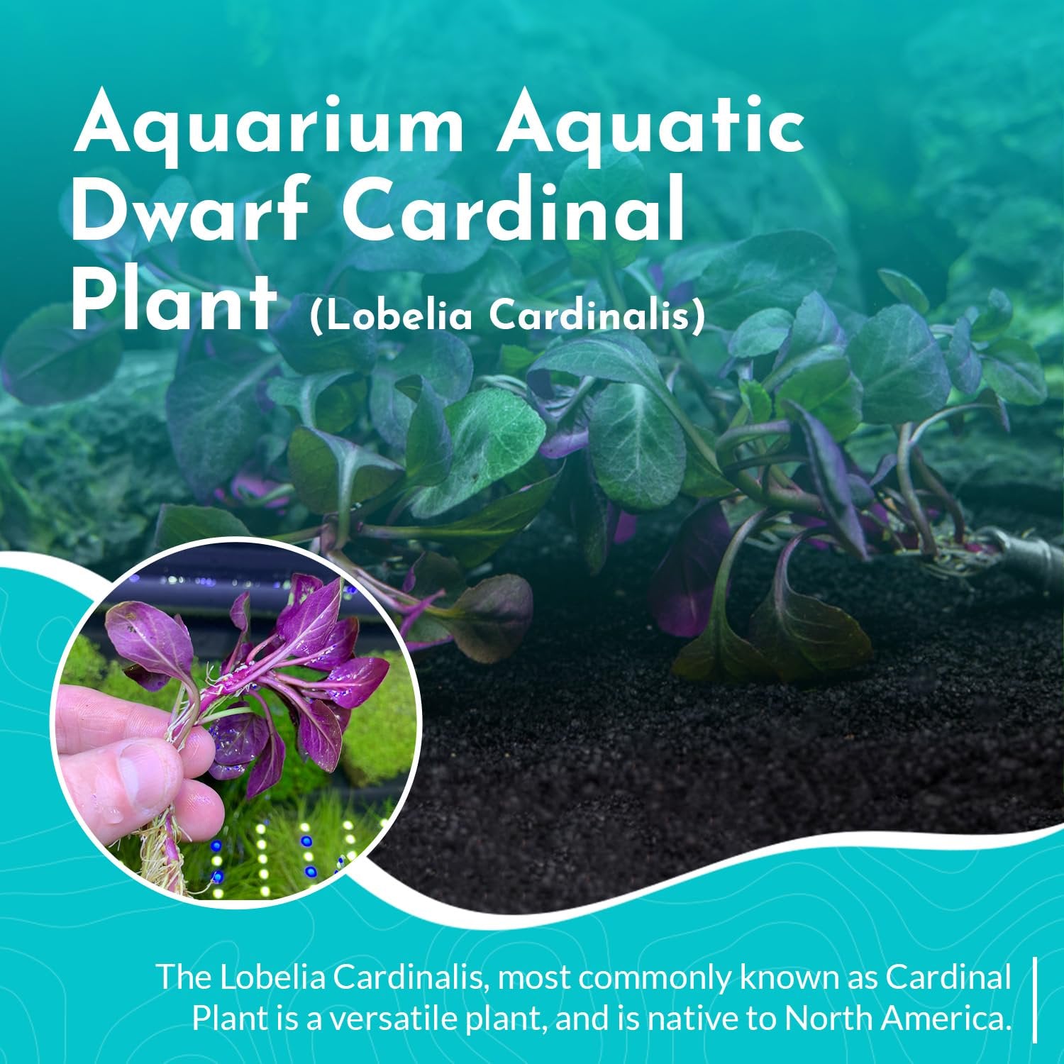 Dwarf Cardinal Lobelia Cardinalis