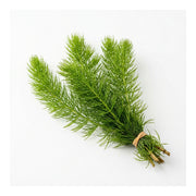 Hornwort Bunch