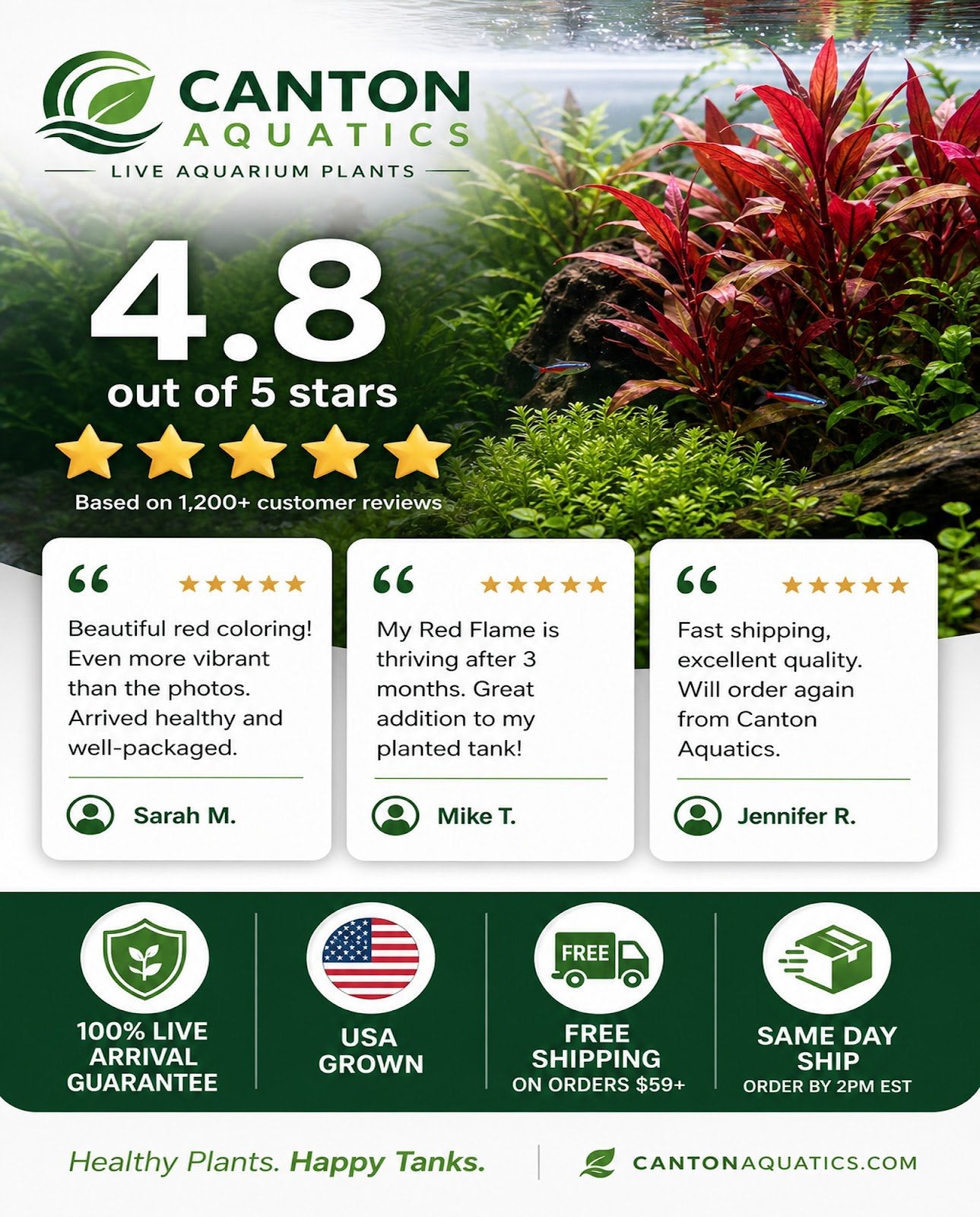 Amazon Sword Echinodorus Red Flame