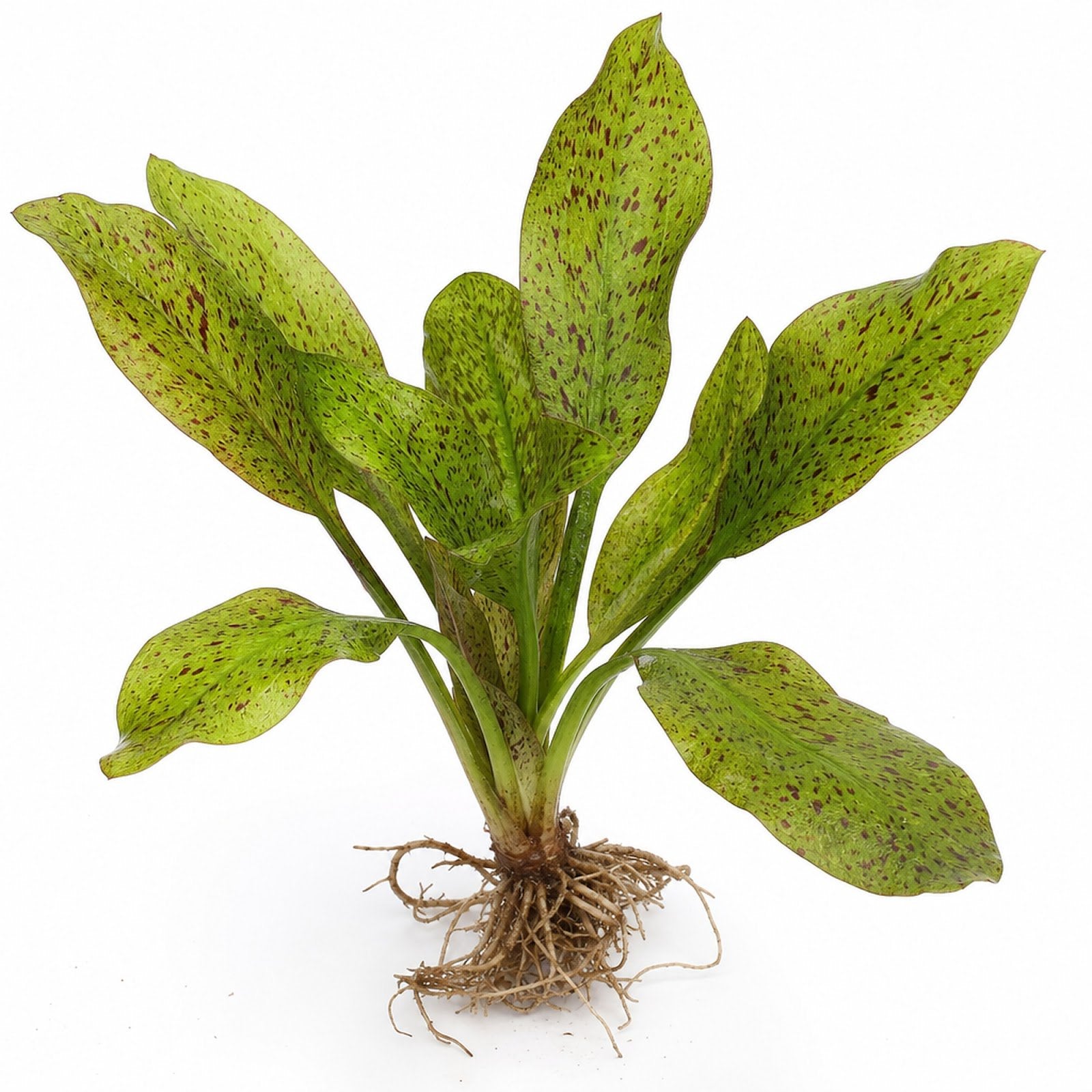 Amazon Sword Echinodorus "Green Ozelot"