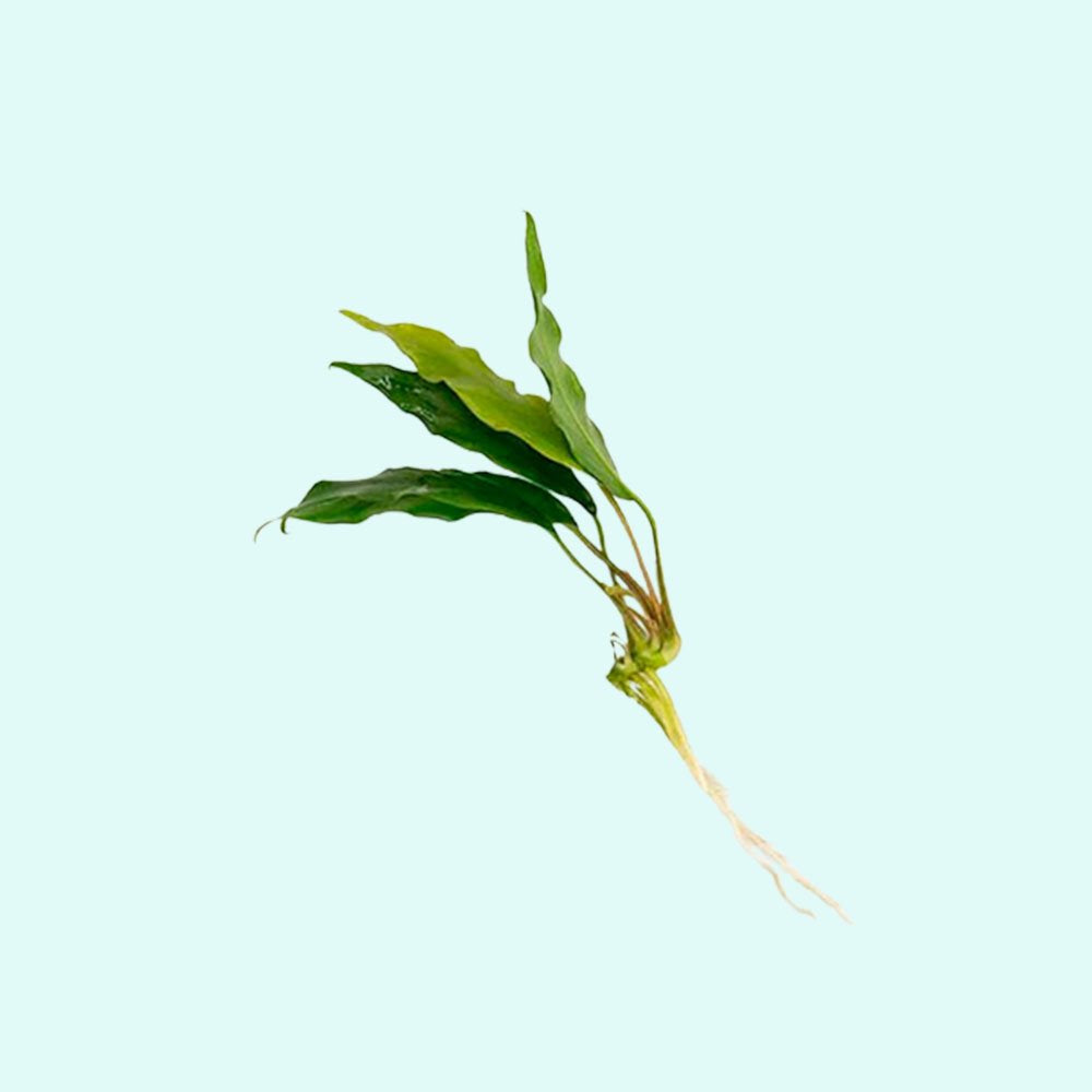 Anubias Minima Bare Root