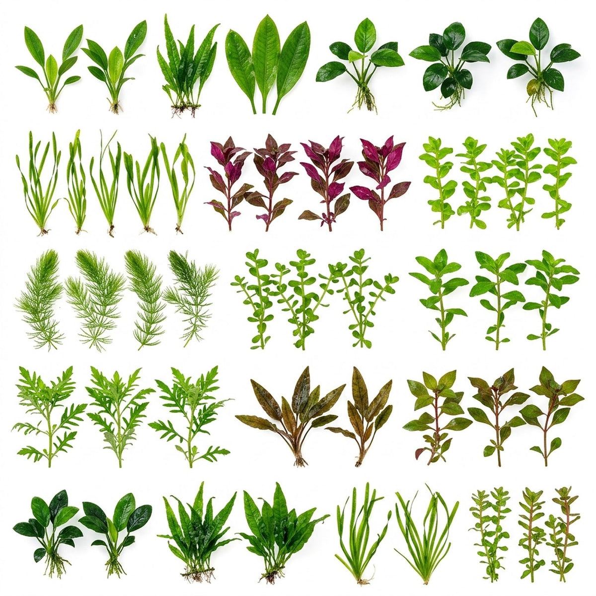 CANTON AQUATICS Beginner's 10-Pack Aquarium Live Plants Bundle - Ideal for Freshwater Tanks - Easy Care, Low Maintenance, & Vibrant Greenery for a Thriving Aquatic Habitat - 10 Plant Bundle