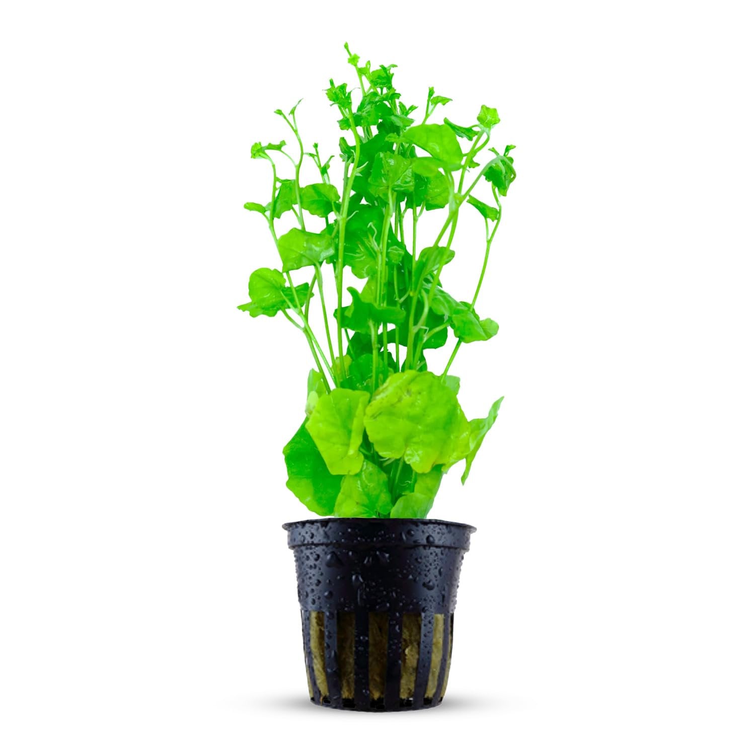 Cardamine Lyrata (Chinese Ivy )