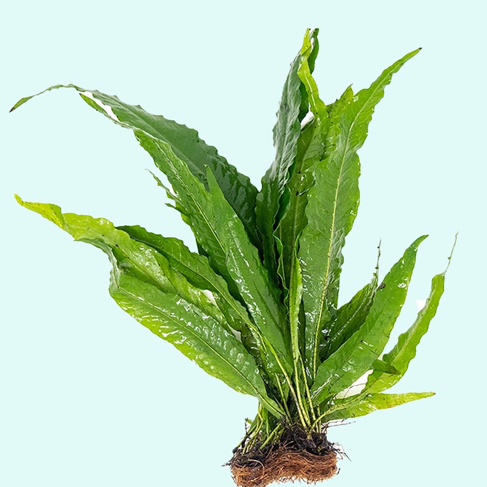 Java Fern Mat (Microsorum Pteropus) on Mat