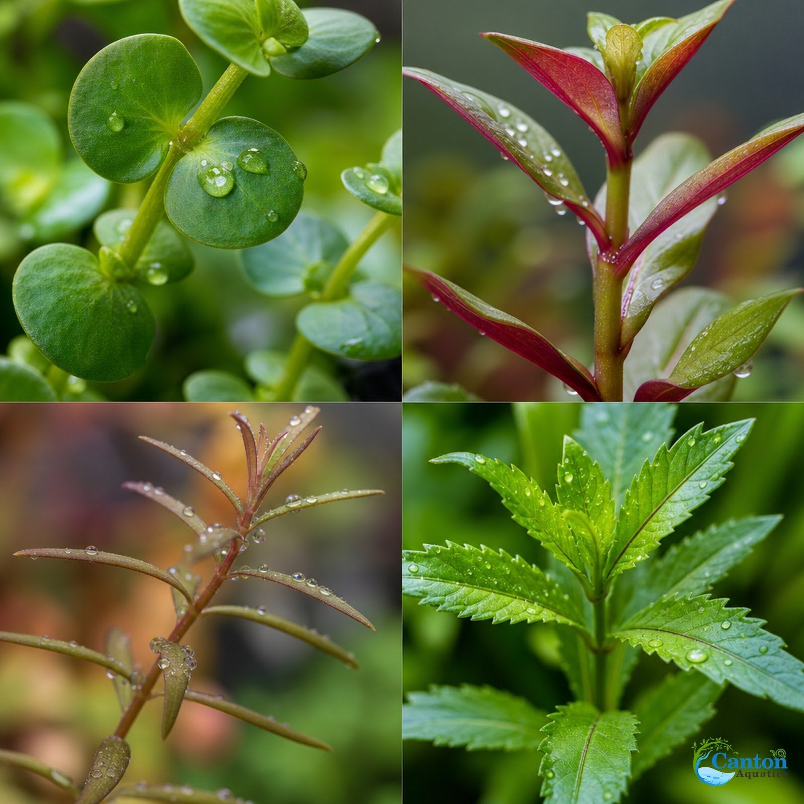 Assorted Mixed Plant Bundle