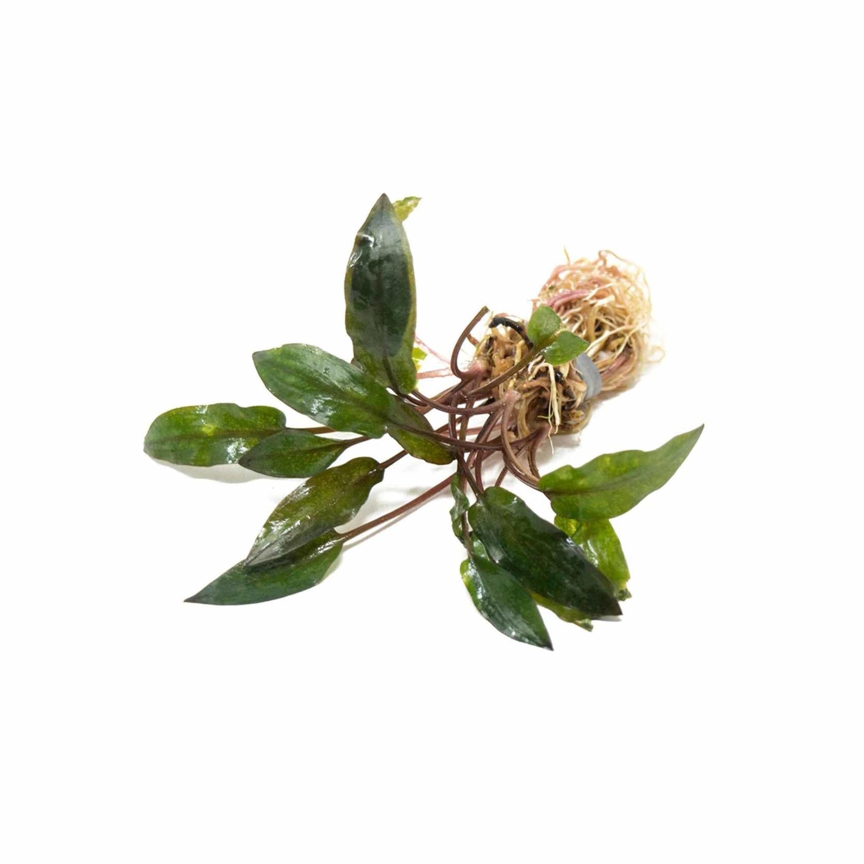 Cryptocoryne Wendtii Red