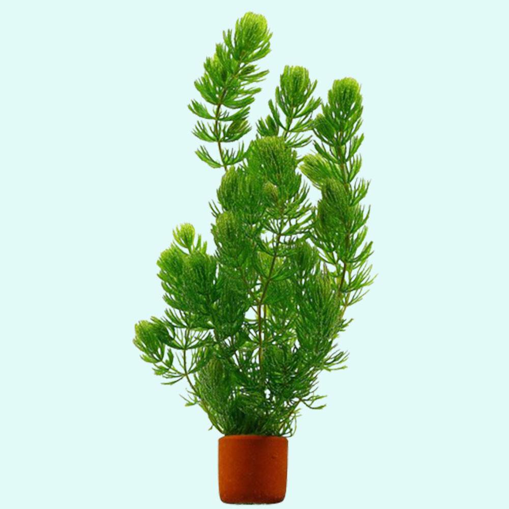 Low Light Aquarium Plant Bundle