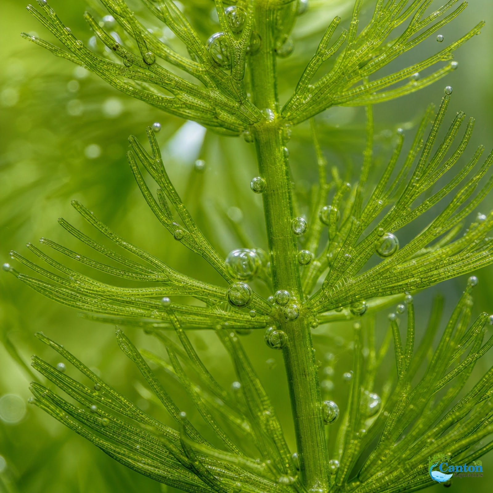 3 Pack Hornwort Bundle